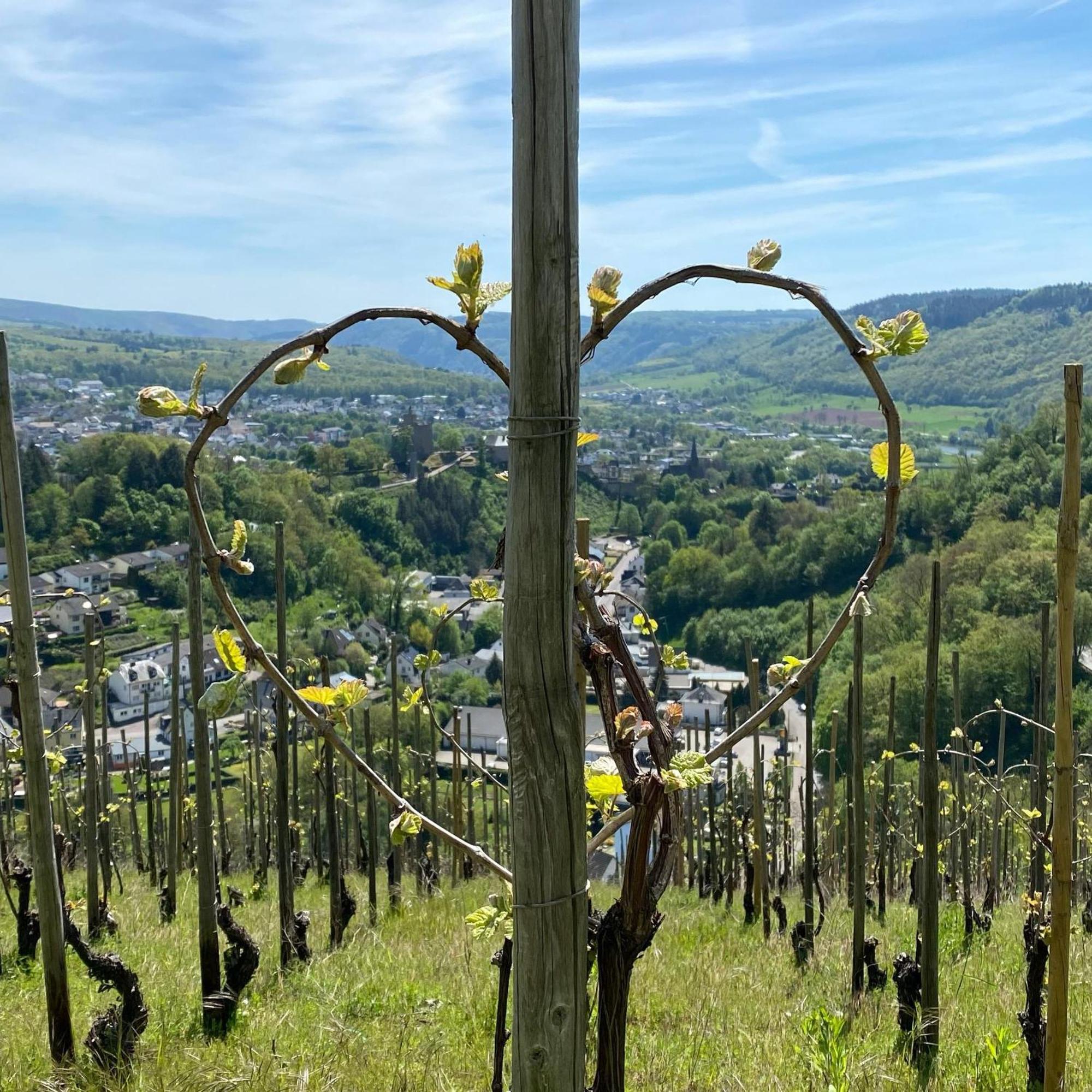 Weingut Dr Wagner Villa Saarburg Dış mekan fotoğraf